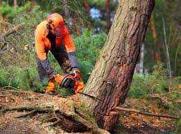 Leaf Removal in Hope Valley, RI