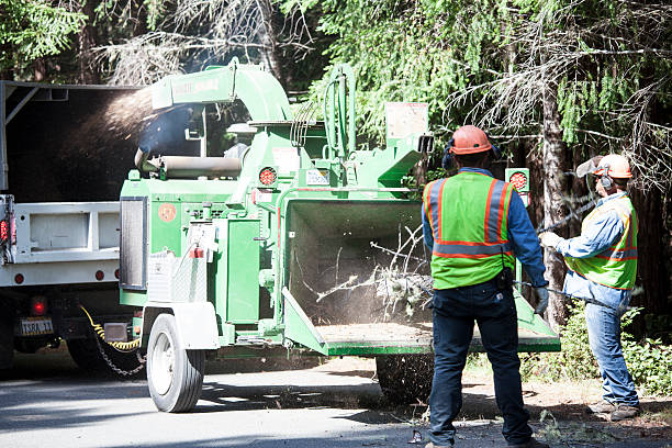 Hope Valley, RI Tree Removal Services Company