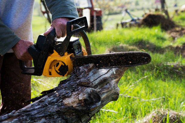 How Our Tree Care Process Works  in  Hope Valley, RI